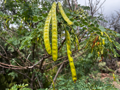 Leucaena retusa, photograph (c) Clifton Ladd, C.W.B., some rights reserved (CC BY)