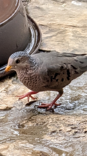 Common Ground Dove