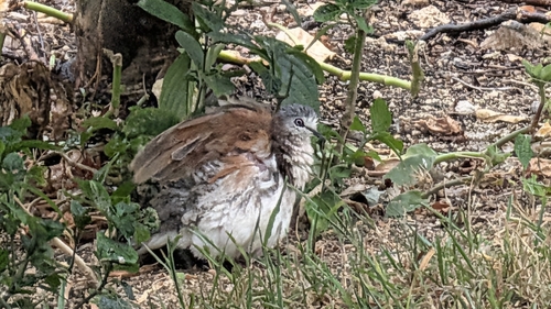 Caribbean Dove