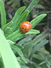 Harmonia axyridis