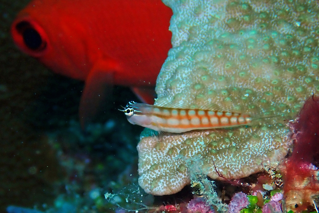 Comical blenny (Ecsenius opsifrontalis) — Blenniidae