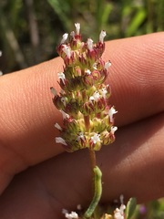 Plectritis macrocera