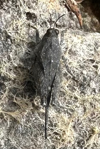 Aztec Pygmy Grasshopper
