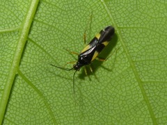 Dryophilocoris flavoquadrimaculatus