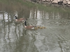 Branta canadensis