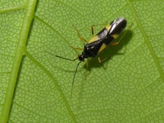Dryophilocoris flavoquadrimaculatus
