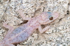 Phyllodactylus nocticolus