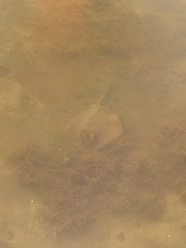 Atlantic stingray