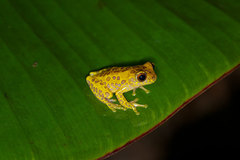 Dendropsophus triangulum