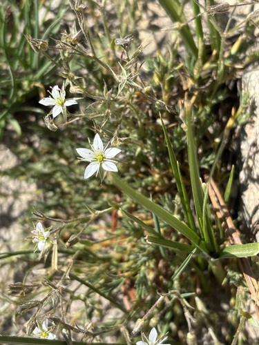 Sabulina nuttallii, 2026-07-20