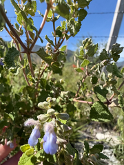 Salvia ballotiflora, photograph (c) Cody Hinchliff, some rights reserved (CC BY)