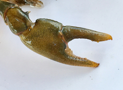 Cambarus girardianus