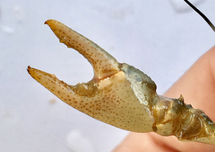 Cambarus girardianus