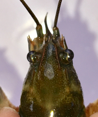 Cambarus girardianus