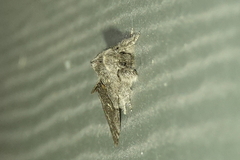 Gluphisia severa