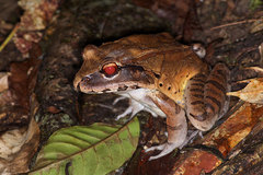 Leptodactylus pentadactylus