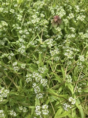 Valerianella umbilicata