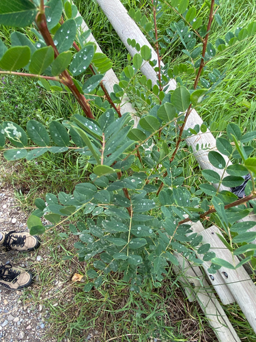 Caragana arborescens