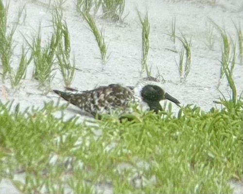 iNaturalist image