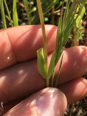 Plectritis macrocera