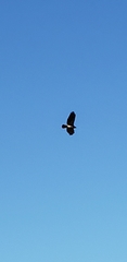 Buteo jamaicensis