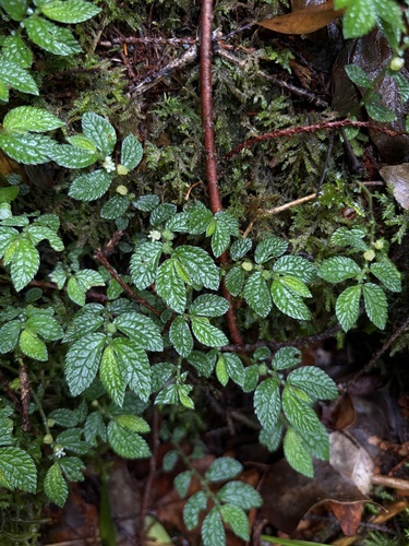 Elatostema parvum observed 2026-07-20