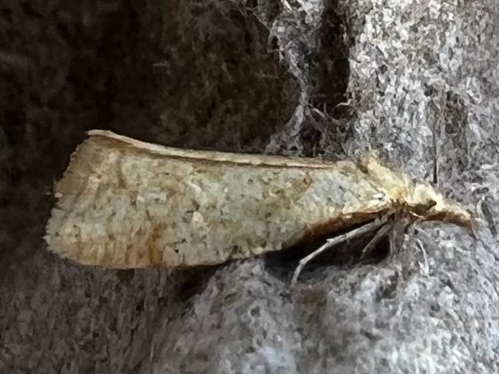 Phtheochroa fulviplicana