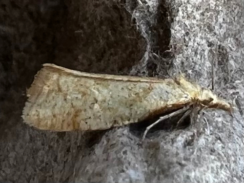 Phtheochroa fulviplicana