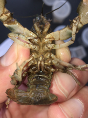 Cambarus girardianus