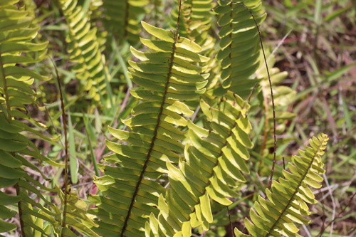 Nephrolepis exaltata observed 2026-07-20