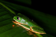 Callimedusa tomopterna