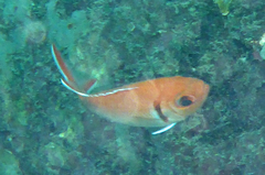Myripristis jacobus