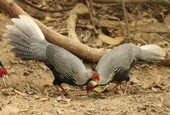 Kalij Pheasant photo 3