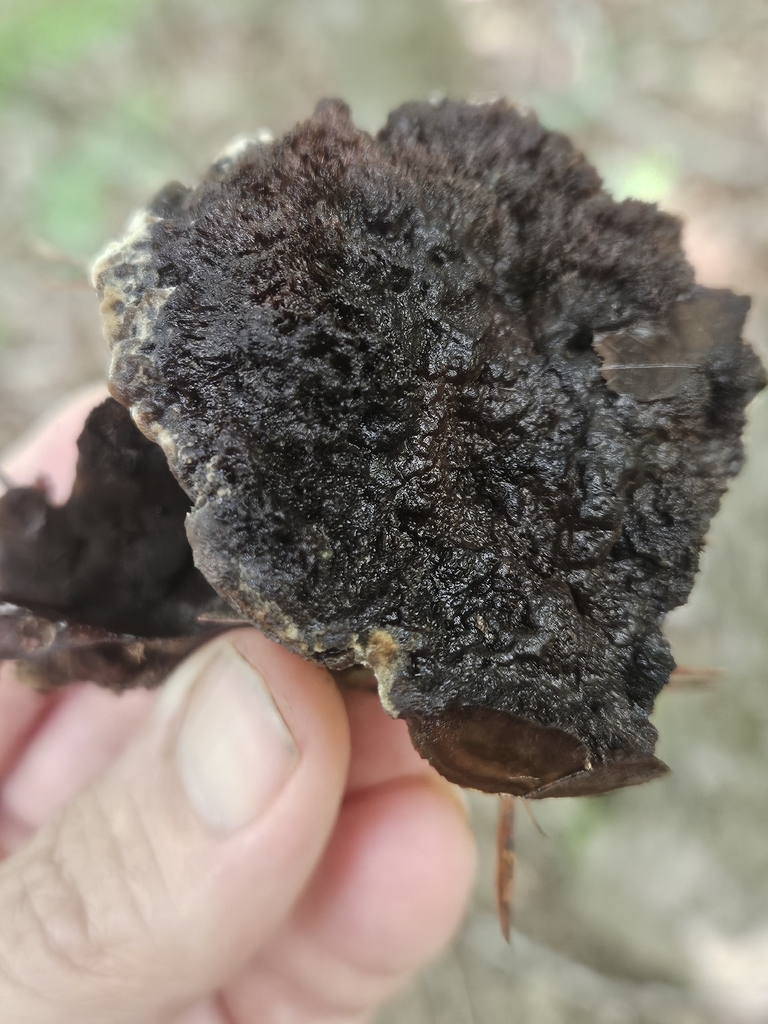 Coltricia montagnei montagnei · July 2026 · photo: Photo: (c) willingarden, some rights reserved (CC BY) · iNaturalist