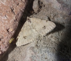 Frederickia maricopa