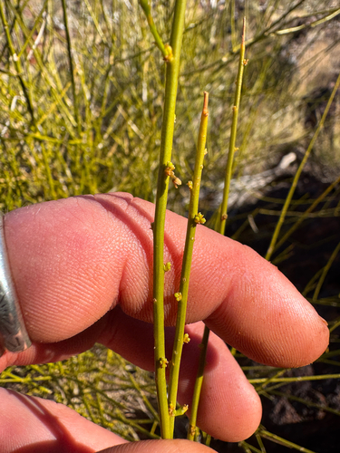 Anthobolus leptomeroides (Anthobolus leptomeroides)