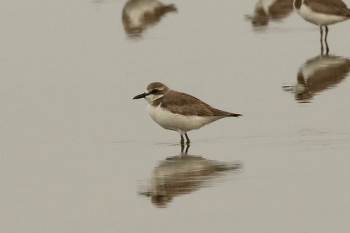 iNaturalist image