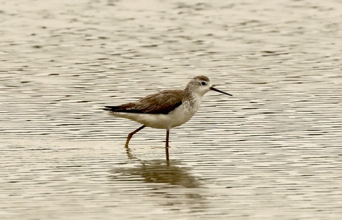 iNaturalist image