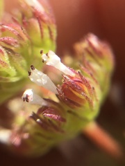 Plectritis macrocera