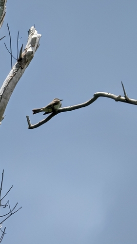 Gray Kingbird
