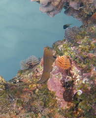Ophioblennius macclurei