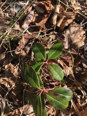 Gaultheria procumbens image