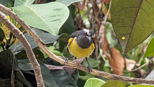 Bananaquit