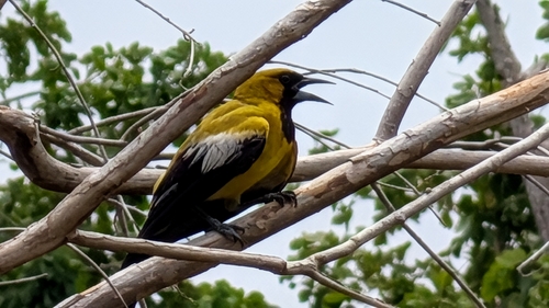Jamaican Oriole