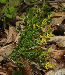Genista tinctoria