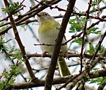 Yellow-breasted Apalis (Apalis flavida), photo 1