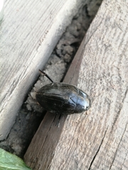 Hydrophilus aterrimus