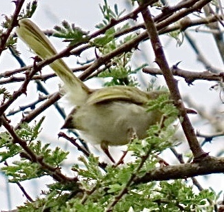 Yellow-breasted Apalis (Apalis flavida), photo 2