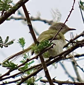 Yellow-breasted Apalis (Apalis flavida), photo 6