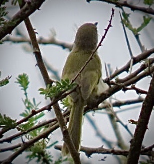 Yellow-breasted Apalis (Apalis flavida), photo 7